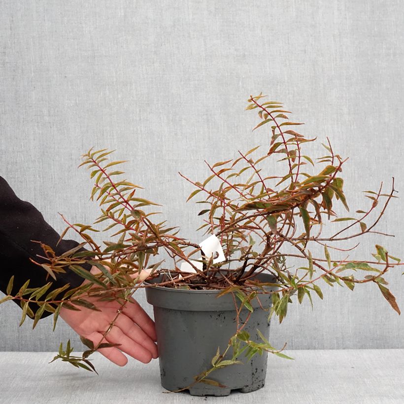 Exemplaar van Hypericum hidcoteense Hidcote Limelight - Hertshooi Pot van 3 l/4 l zoals geleverd in de winter