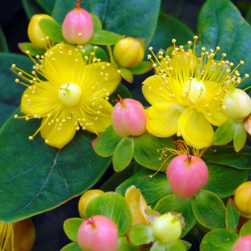 Hypericum inodorum Magical Beauty - Hertshooi (Flowering)
