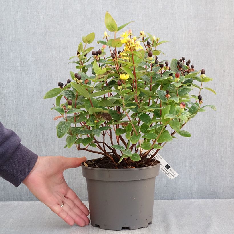 Exemplaar van Hypericum inodorum Magical Beauty - Hertshooi Pot van 3 l/4 l zoals geleverd in de herfst