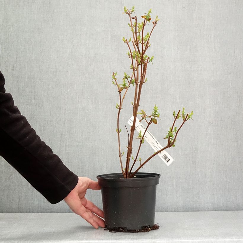 Exemplaar van Hypericum inodorum Magical Beauty - Millepertuis Pot de 3L/4L zoals geleverd in de winter