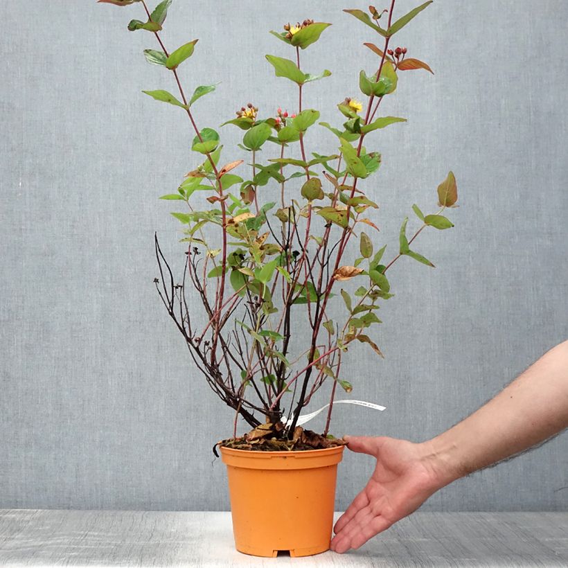 Exemplaar van Hypericum inodorum Magical Red Flame - Hertshooi Pot van 2 l/3 l zoals geleverd in de zomer