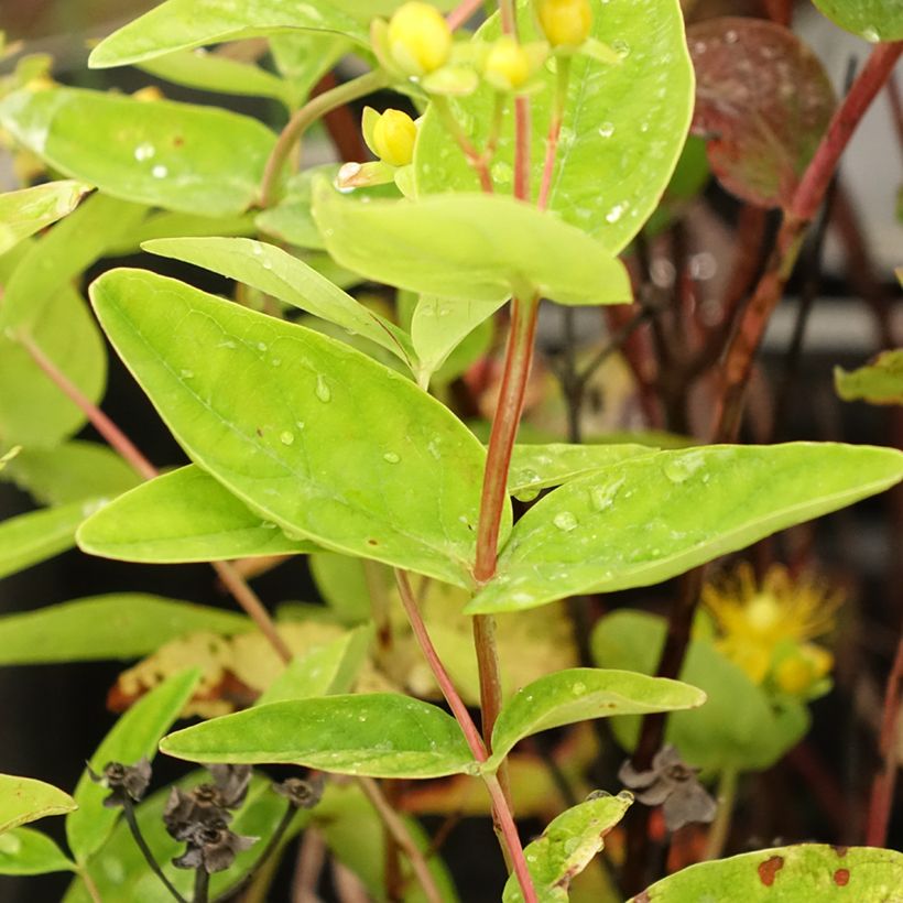 Hypericum inodorum Magical Red Flame - Hertshooi (Blad)