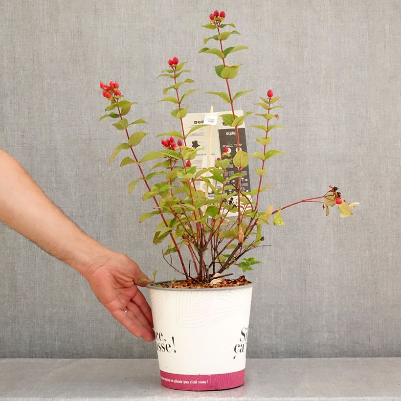 Exemplaar van Hypericum inodorum Magical Universe - Hertshooi Pot van 4 l/5 l zoals geleverd in de zomer