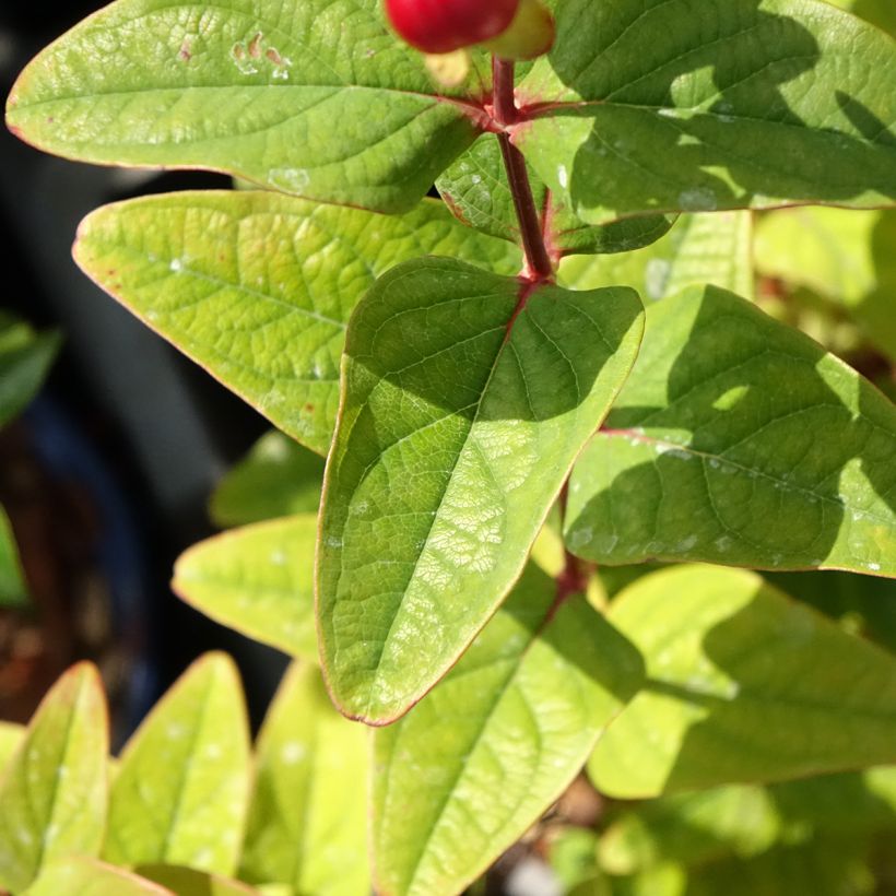 Hypericum inodorum Magical Universe - Hertshooi (Blad)