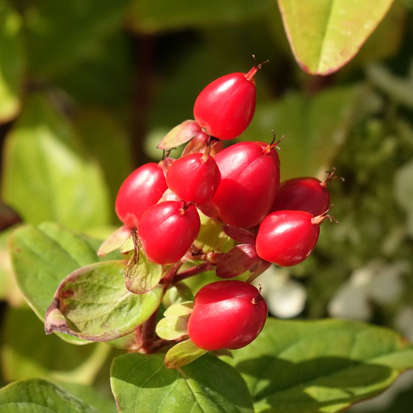 Hypericum inodorum Magical Universe - Hertshooi (Oogst)