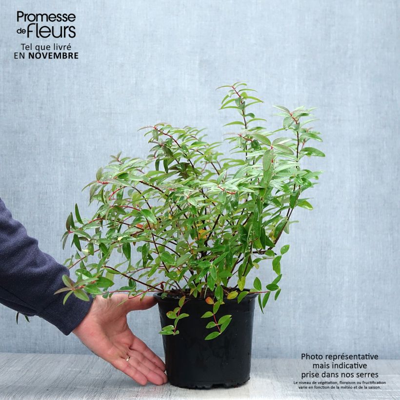 Exemplaar van Hypericum Hidcote - Hertshooi Pot van 2 l/3 l zoals geleverd in de herfst