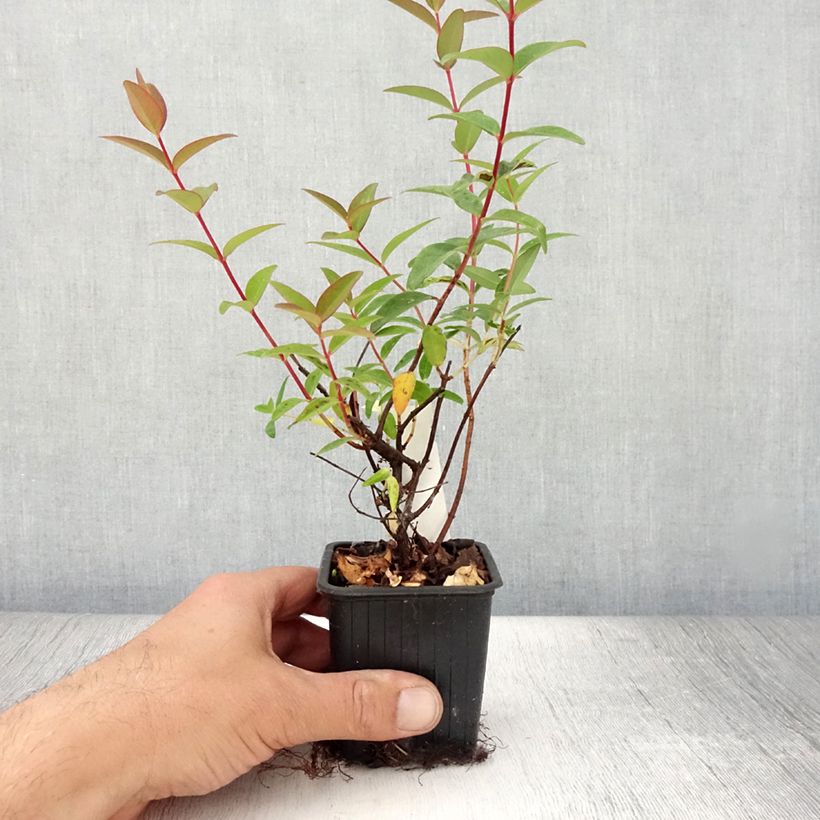 Exemplaar van Hypericum Hidcote - Hertshooi Kweekpotje van 8/9 cm zoals geleverd in de zomer