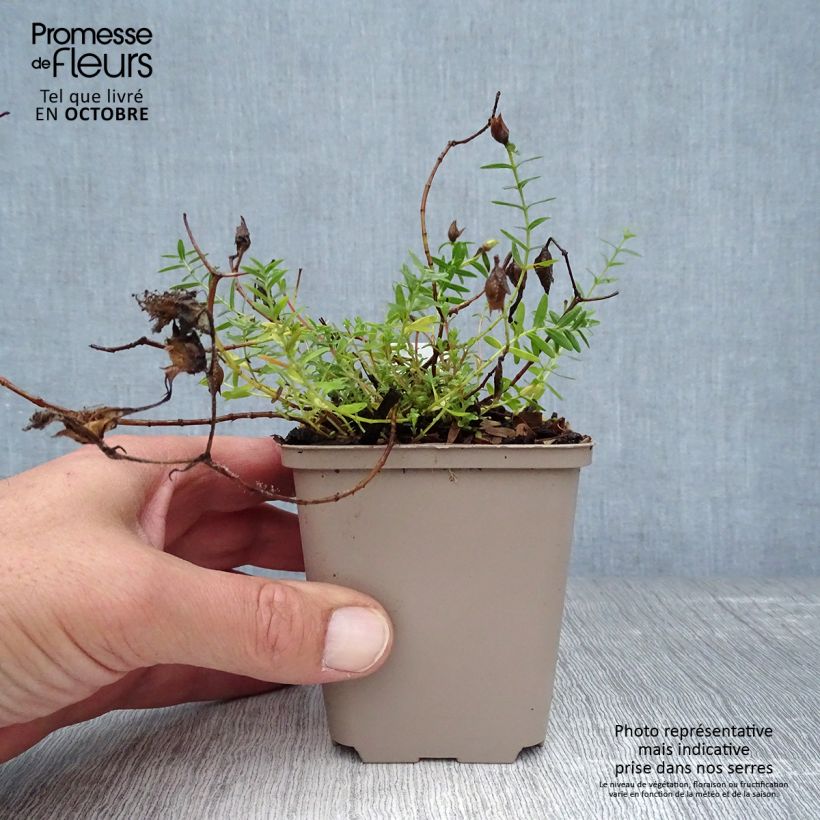 Exemplaar van Hypericum olympicum Citrinum - Olympia-hertshooi Kweekpotje van 8/9 cm zoals geleverd in de herfst