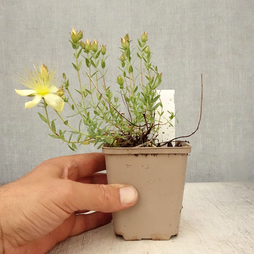 Exemplaar van Hypericum olympicum Citrinum - Olympia-hertshooi Kweekpotje van 8/9 cm zoals geleverd in de zomer