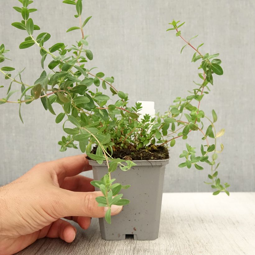 Exemplaar van Hypericum olympicum - Olympia-hertshooi Kweekpotje van 8/9 cm zoals geleverd in de herfst