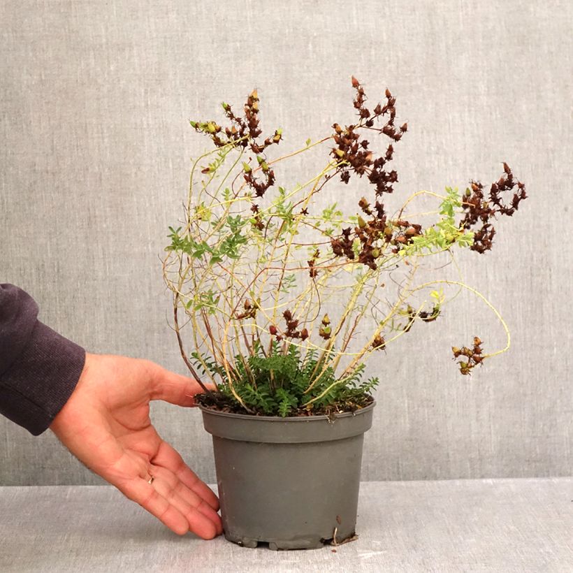Exemplaar van Hypericum perforatum - Sint-janskruid Pot van 1,5 l/2 l zoals geleverd in de herfst
