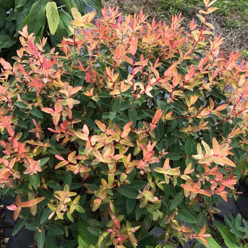 Hypericum Radiance - Hertshooi (Groeiplaats)