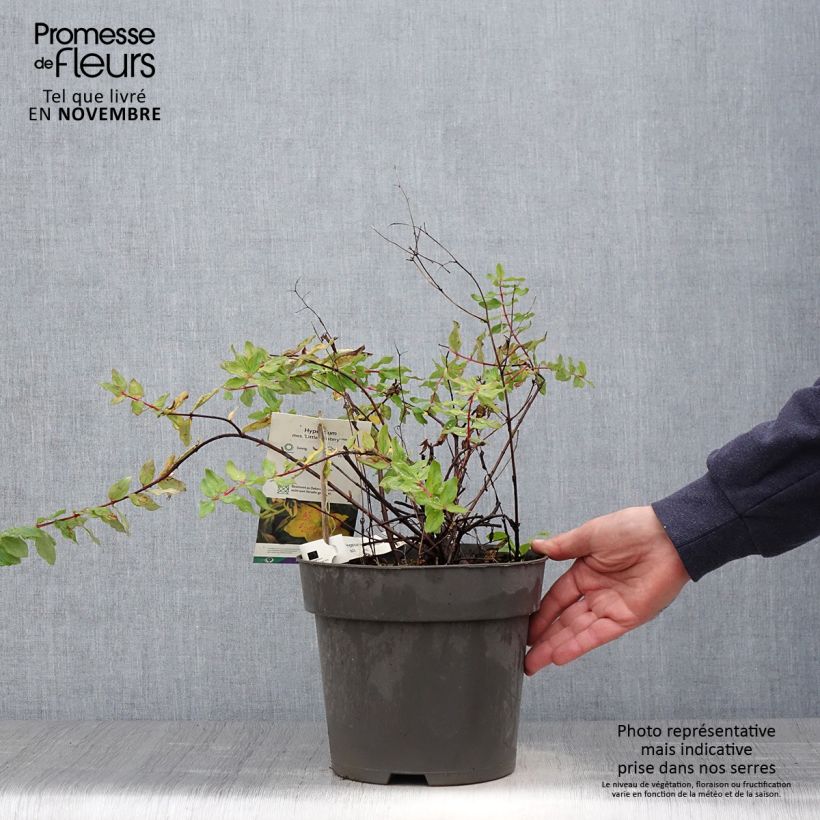 Exemplaar van Hypericum moserianum Little Misstery - Hertshooi Pot van 4 l/5 l zoals geleverd in de herfst