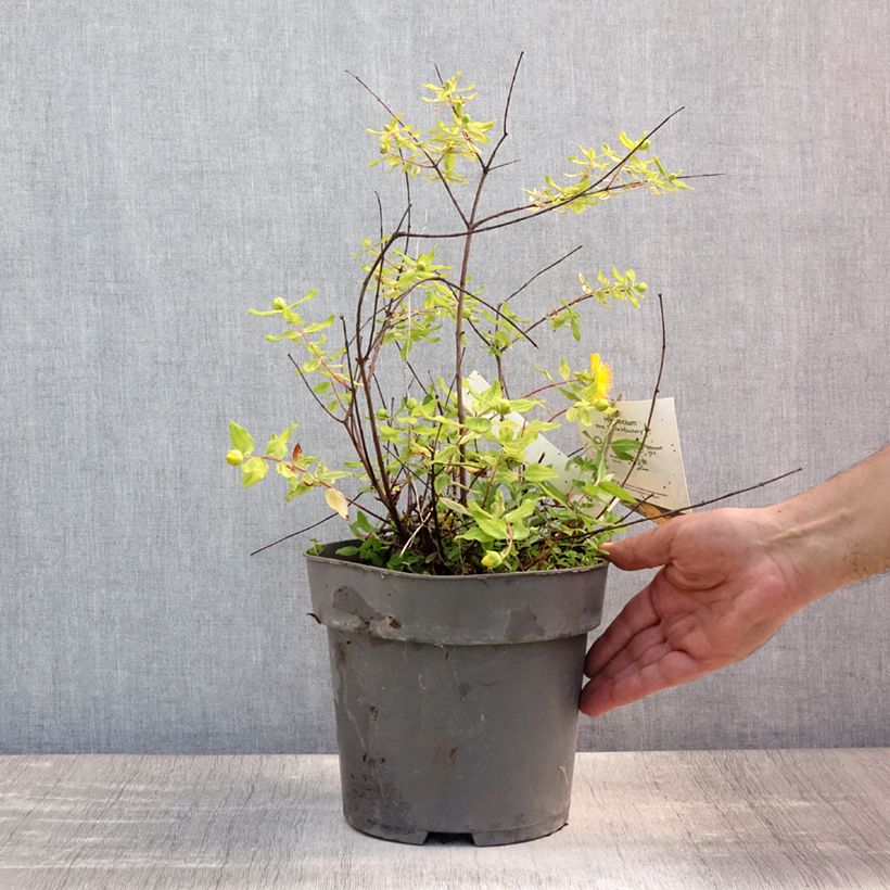 Exemplaar van Hypericum moserianum Little Misstery - Hertshooi Pot van 4 l/5 l zoals geleverd in de zomer