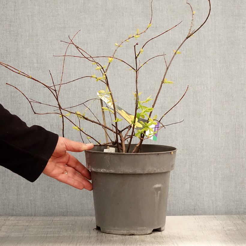 Exemplaar van Hypericum moserianum Little Misstery - Hertshooi Pot van 4 l/5 l zoals geleverd in de lente