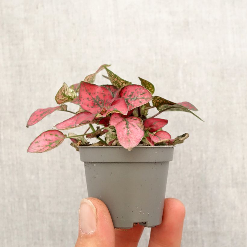Example of Hypoestes phyllostachya Rood - Sproetenplant Mini-kamerplanten as you get in printemps