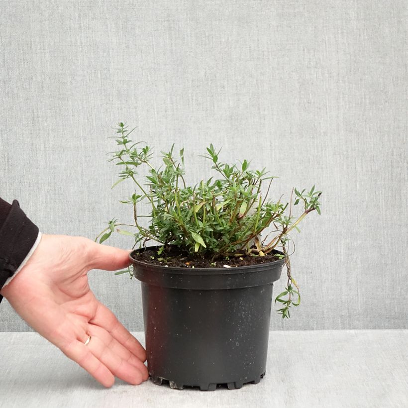 Exemplaar van Hyssopus officinalis - Hysop Pot van 2 l/3 l zoals geleverd in de herfst
