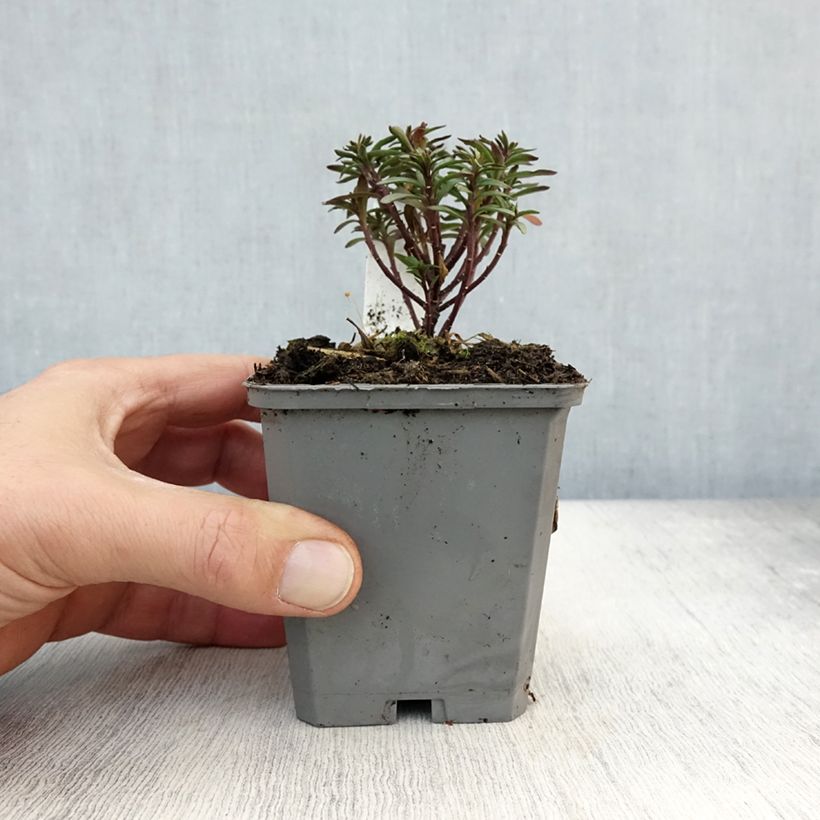 Exemplaar van Iberis sempervirens Absolutely Amethyst - Scheefkelk Kweekpotje van 8/9 cm zoals geleverd in de herfst