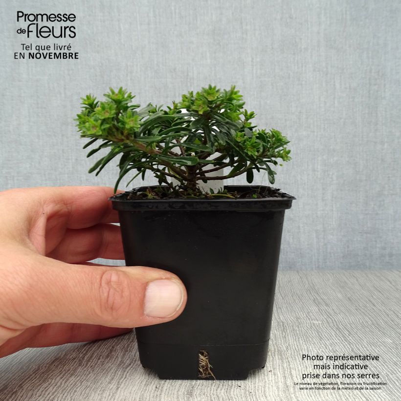Exemplaar van Iberis sempervirens Appen-Etz - Scheefkelk Kweekpotje van 8/9 cm zoals geleverd in de herfst