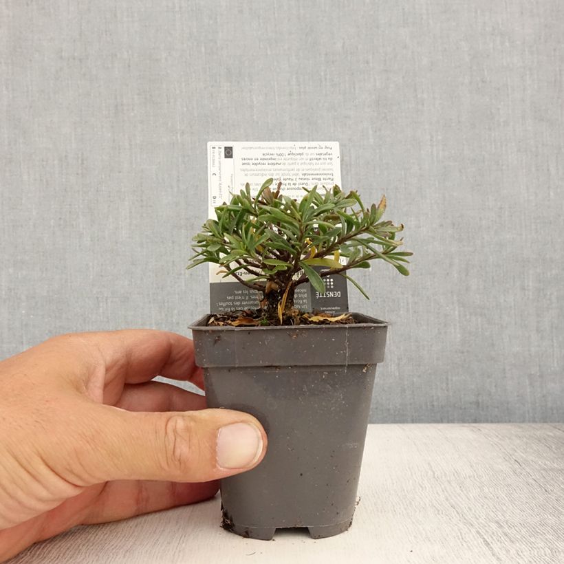 Exemplaar van Iberis sempervirens Appen-Etz - Scheefkelk Kweekpotje van 8/9 cm zoals geleverd in de zomer