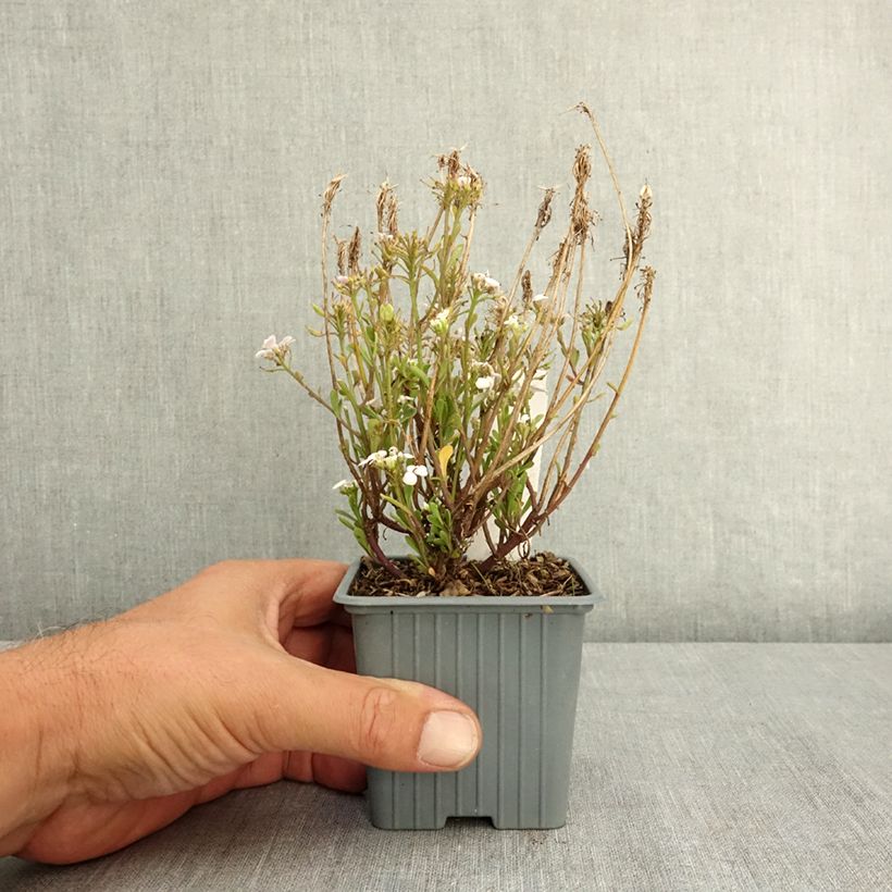 Exemplaar van Iberis sempervirens First Flush Grace - Scheefkelk Kweekpotje van 8/9 cm zoals geleverd in de zomer