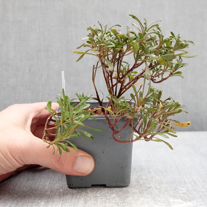 Exemplaar van Iberis sempervirens First Flush Grace - Scheefkelk Kweekpotje van 8/9 cm zoals geleverd in de winter