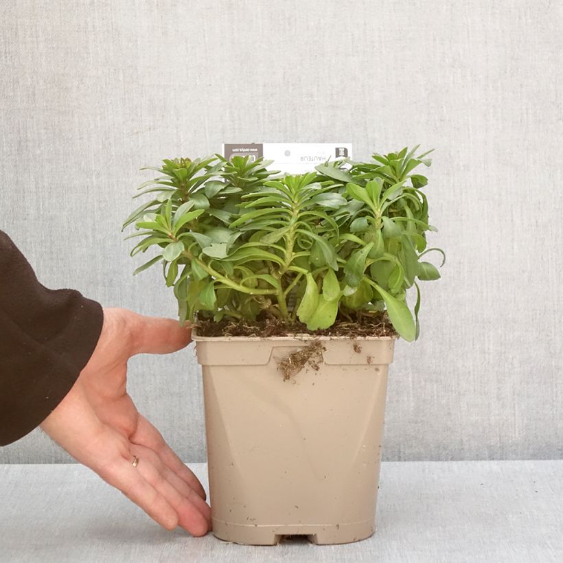 Exemplaar van Iberis sempervirens Masterpiece - Corbeille d'argent  Pot de 2L/3L zoals geleverd in de winter