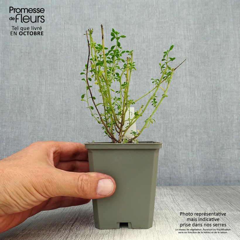 Exemplaar van Iberis sempervirens Pink Ice - Scheefkelk Kweekpotje van 8/9 cm zoals geleverd in de herfst