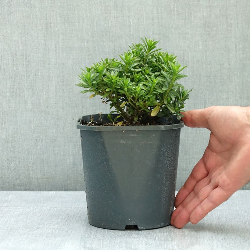 Exemplaar van Iberis sempervirens Snowflake - Scheefkelk Pot van 2 l/3 l zoals geleverd in de zomer