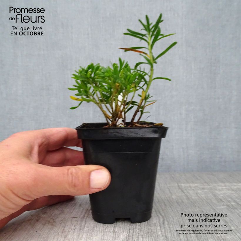 Exemplaar van Iberis sempervirens Weisser Zwerg - Scheefkelk Kweekpotje van 8/9 cm zoals geleverd in de herfst