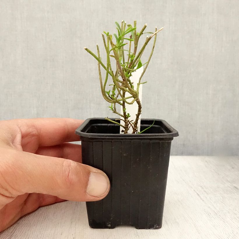 Exemplaar van Iberis sempervirens Weisser Zwerg - Scheefkelk Kweekpotje van 8/9 cm zoals geleverd in de zomer