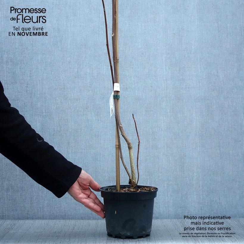 Exemplaar van Idesia polycarpa Pot van 2 l/3 l zoals geleverd in de herfst