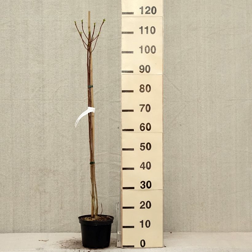 Exemplaar van Idesia polycarpa Pot van 2 l/3 l zoals geleverd in de lente