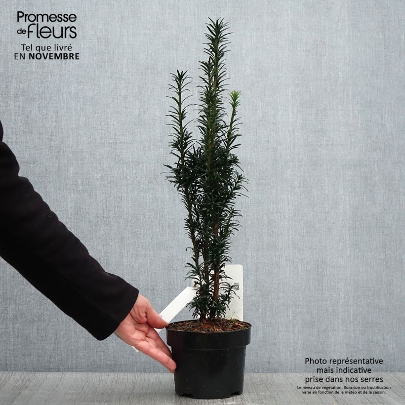Exemplaar van Taxus baccata fastigiata Black Tower - Venijnboom Pot van 2 l/3 l zoals geleverd in de herfst