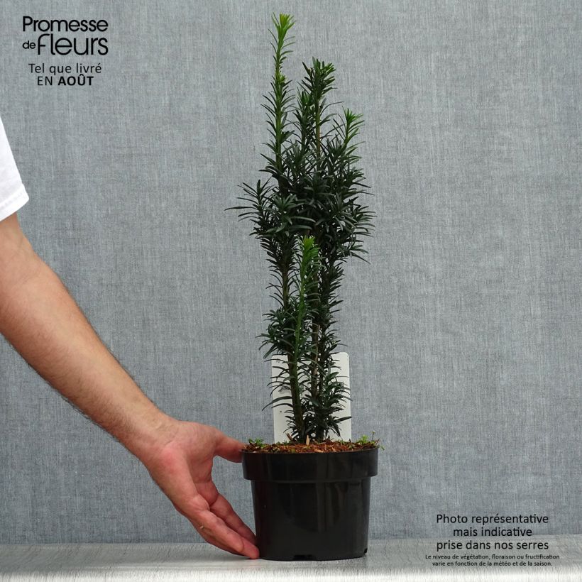 Exemplaar van Taxus baccata fastigiata Black Tower - Venijnboom Pot van 2 l/3 l zoals geleverd in de zomer