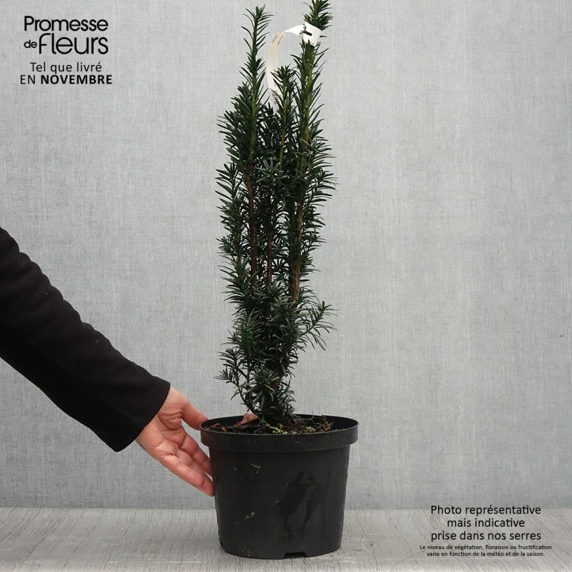 Exemplaar van Taxus baccata fastigiata Black Tower - Venijnboom Pot van 4 l/5 l zoals geleverd in de herfst