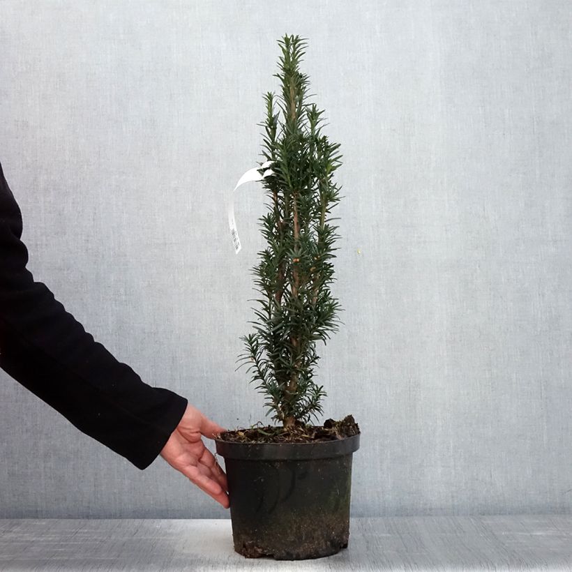 Example of Taxus baccata fastigiata Black Tower - Venijnboom Pot van 4 l/5 l as you get in printemps