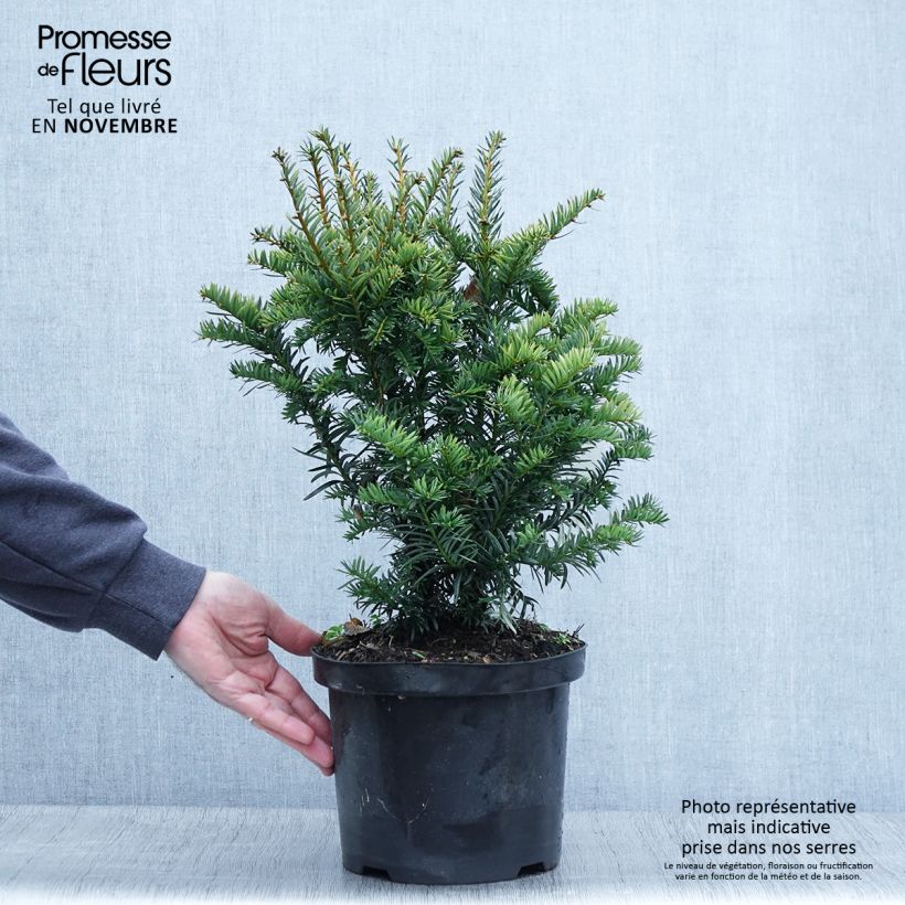 Exemplaar van Taxus baccata Kupfergold - Venijnboom Pot van 4 l/5 l zoals geleverd in de herfst