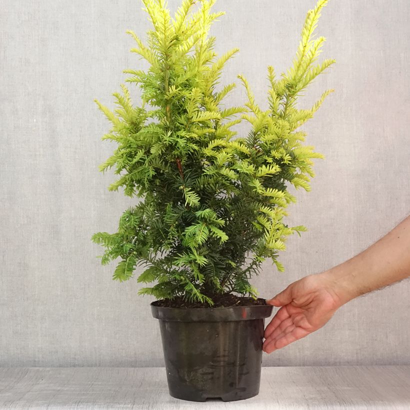Exemplaar van Taxus baccata Kupfergold - Venijnboom Pot van 4 l/5 l zoals geleverd in de zomer