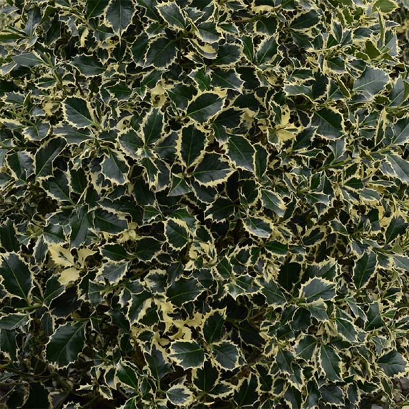 Ilex aquifolium Argenteomarginata - Hulst bont (Foliage)