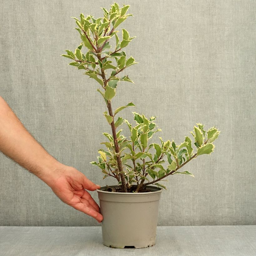 Exemplaar van Ilex aquifolium Handsworth New Silver - Hulst Pot van 3 l/4 l zoals geleverd in de zomer