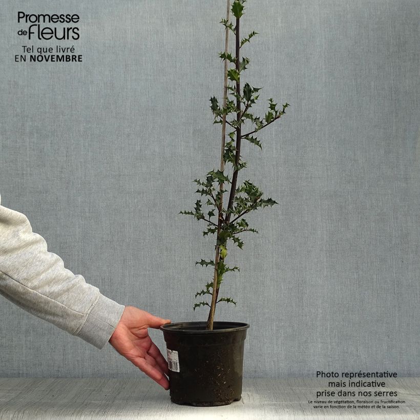 Exemplaar van Ilex aquifolium - Hulst Pot van 2 l/3 l zoals geleverd in de herfst