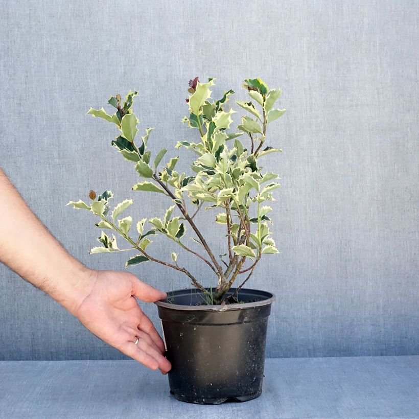 Exemplaar van Ilex aquifolium Madame Briot - Hulst bont Pot van 3 l/4 l zoals geleverd in de zomer