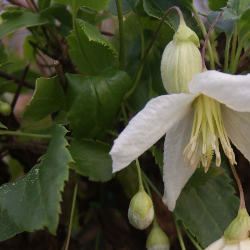Clematis cirrhosa Jingle Bells - Groenblijvende bosrank (Blad)