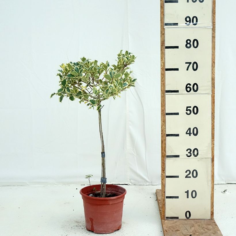 Exemplaar van Ilex aquifolium Silver Queen - Hulst Pot van 4 l/5 l, Stengel zoals geleverd in de herfst