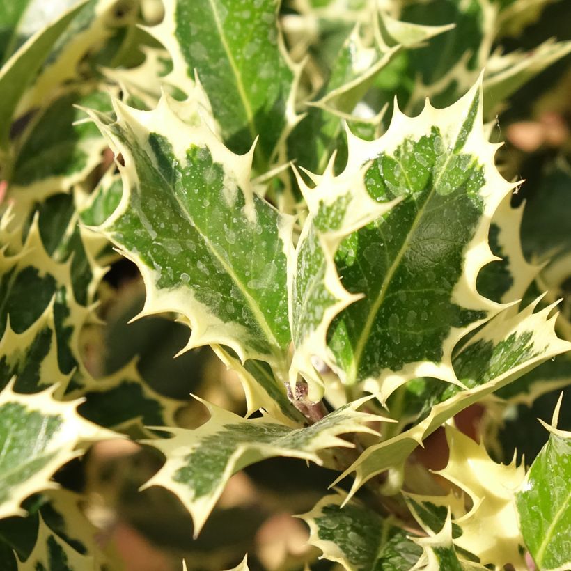 Ilex aquifolium Silver Queen - Hulst (Blad)