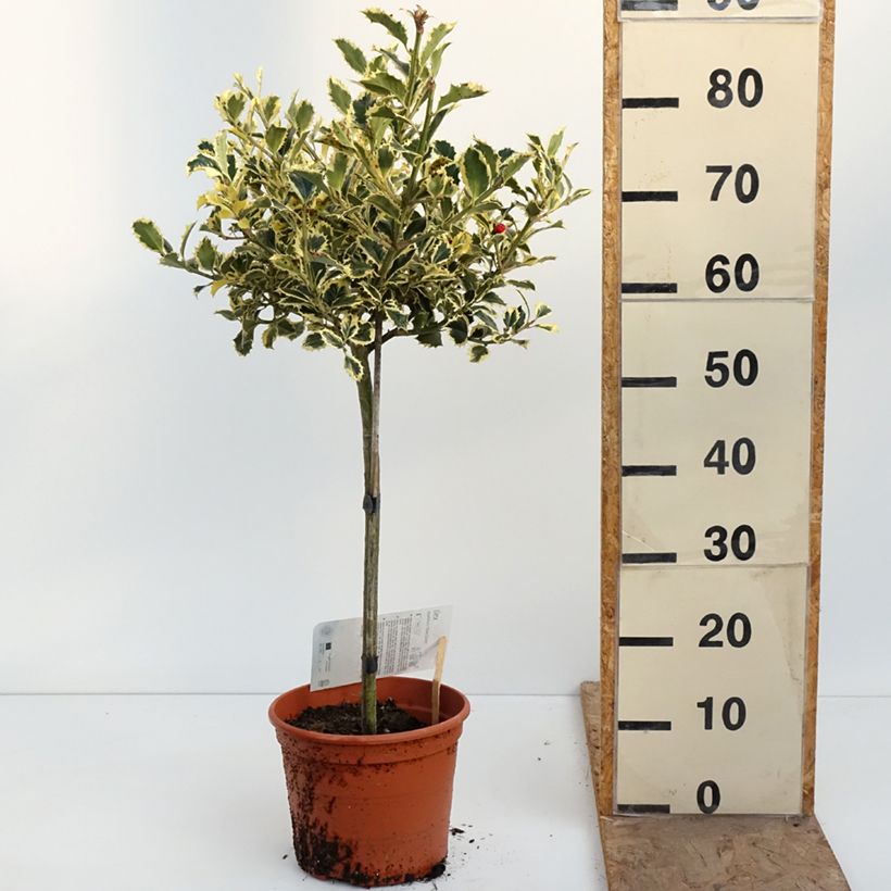 Exemplaar van Ilex aquifolium Silver Queen - Hulst Pot van 4 l/5 l, Stengel zoals geleverd in de lente
