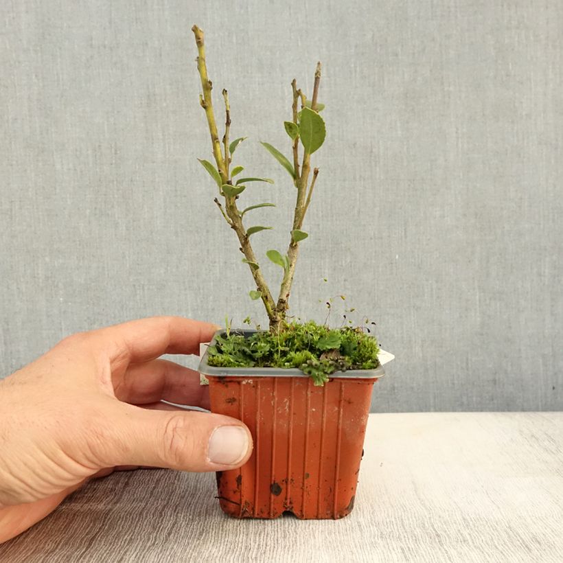 Exemplaar van Ilex maximowicziana Kanehirae - Kastanjebladige hulst Kweekpotje van 8/9 cm zoals geleverd in de herfst
