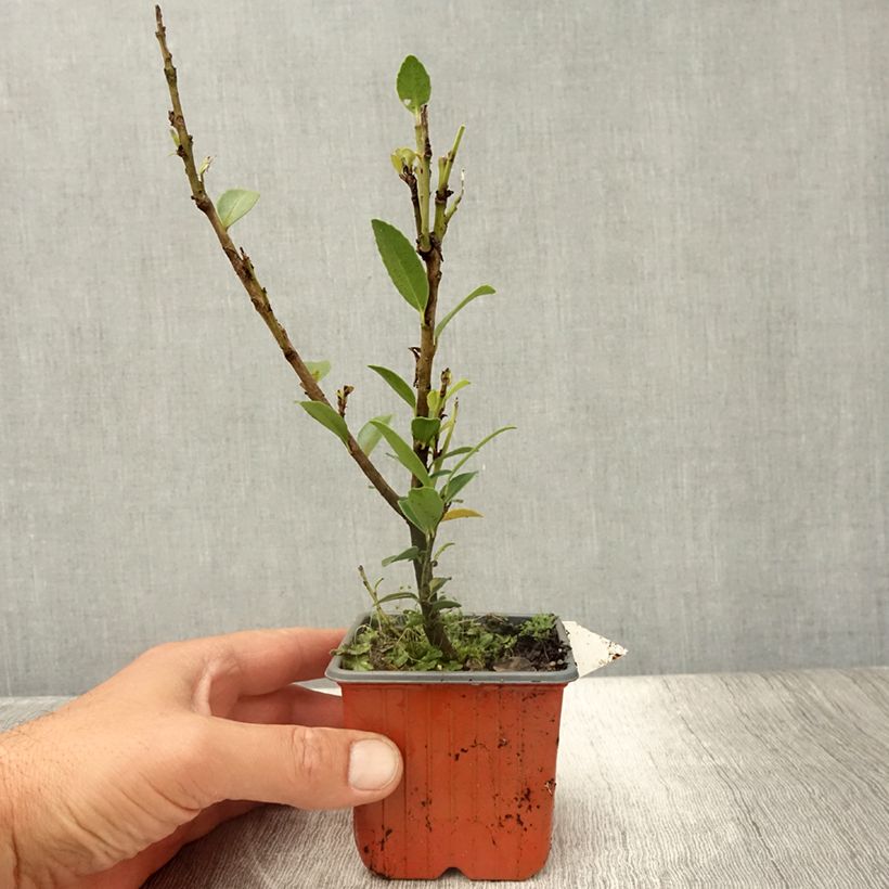 Exemplaar van Ilex maximowicziana Kanehirae - Kastanjebladige hulst Kweekpotje van 8/9 cm zoals geleverd in de zomer