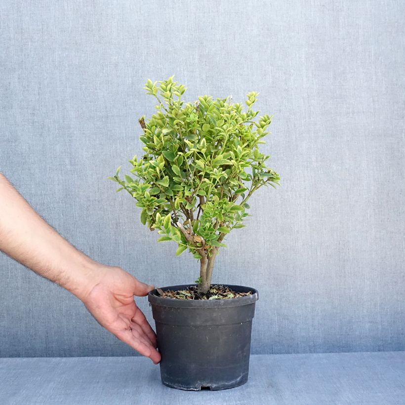 Exemplaar van Ilex maximowicziana Kanehirae - Kastanjebladige hulst Pot van 3 l/4 l zoals geleverd in de zomer